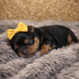 Nyla (Yellow) - Black and tan female Yorkshire Terrier puppy in North Chesterfield, Virginia from YorkieLover