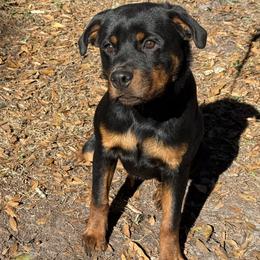 Rottweiler puppies from El Dorado