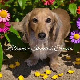 Blanco - Dachshund