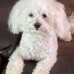 Bichon Frises from Laverne's Bichon Frises