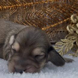 Merci shaded cream male - Cream male Dachshund puppy in Desloge, Missouri from Snows Doxies