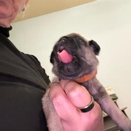 Galahad (Orange Collar) - Fawn male Pug puppy in Frisco, Texas from RD Pugs
