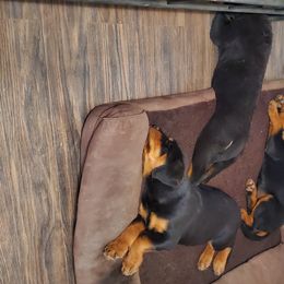 Rottweiler Puppies from Gottlïchen Rottweilers