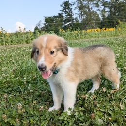 Arrow - Sable and white male Collie puppy in Charleston, Tennessee from Abundant Life Family Farm