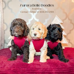Australian Labradoodle Puppies from Aurora Belle Doodles