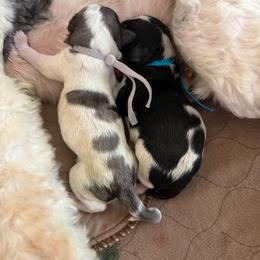 Betsy (Ross) - Parti female Goldendoodle puppy in Newark, Ohio from Valleydayle Doodles and Wheatens