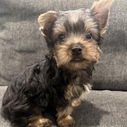 Yorkshire Terrier puppies from Suzane's Yorkshire Terriers