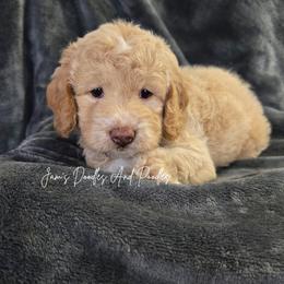 LO'AK - Buff and white male Cockapoo puppy in Cleveland, Georgia from Jam's Doodles And Poodles