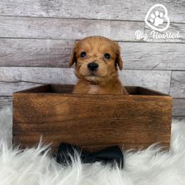 Bear - Red  male Goldendoodle puppy in Utah County, Utah from Big Hearted Breeders