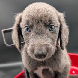 Chief - male Long Haired Weimaraner puppy in Evart, Michigan from Drehbar Weimaraners