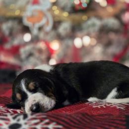 Rocky - Black brown and white male Basset Hound puppy in Denison, Texas from Emma Lou's Baby Bassets
