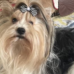 Biewer Terriers from Caroline's Biewer Terriers