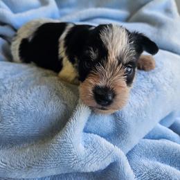 Aram - Parti male Miniature Schnauzer puppy in Crosby, Texas from Raisin' the Woof Schnauzers
