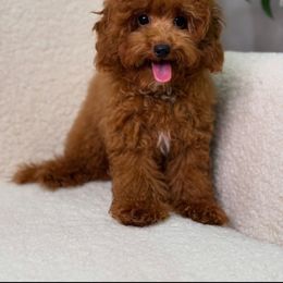 Prada - Maltipoo