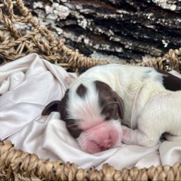 Sydney - Liver white and roan female English Springer Spaniel puppy in Swainsboro, Georgia from Sweet Georgia Springers