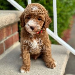 Papaya - Red  male Poodle puppy in Belleville, New Jersey from TK Poodles