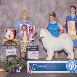 Senna - Samoyed