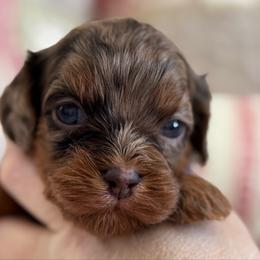 Locket purple collar - Chocolate female Cavapoo puppy in Beckley, West Virginia from By Design Doodles