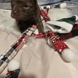 Cocker Spaniel and Poodle Puppies from Southern Family Kennel