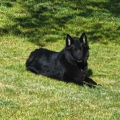 Risa - Belgian Sheepdog