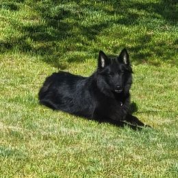Risa - Belgian Sheepdog