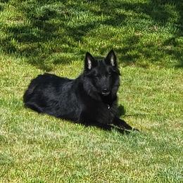 Risa - Belgian Sheepdog