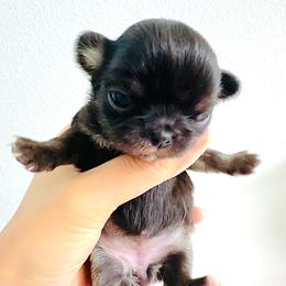 Blue Marble Diva. Price 12000. Pending. - Blue merle female Chihuahua puppy in Santa Rosa Beach, Florida from Eva's Chihuahuas