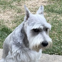 Grayson - Miniature Schnauzer