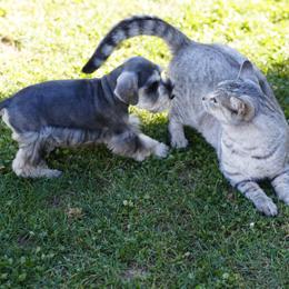 Miniature Schnauzer Puppies from Snowflake Schnauzers