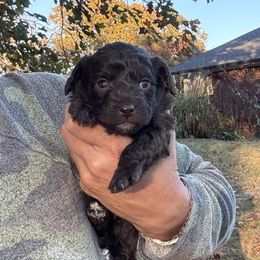 Denali - female Australian Mountain Doodle puppy in Bristow, Oklahoma from 10-Acre Woods Cockapoos