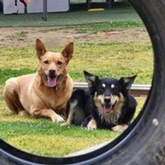 Australian Kelpies from Trish Wamsat