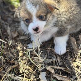 Raja - Sable male Pembroke Welsh Corgi puppy in Millsap, Texas from Punchy Pembroke Ranch