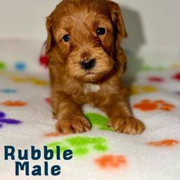 Rubble - Red male Australian Labradoodle puppy in Beecher, Illinois from Erica’s Doodles