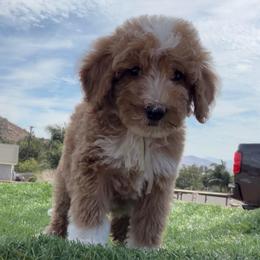 Boy 6 - male Golden Mountain Doodle puppy in Jurupa Valley, California from gucci_bentleys_goldendoodles