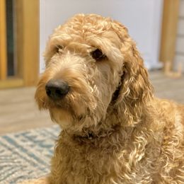 Minnow - Goldendoodle