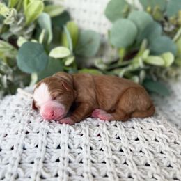 Juno - Red female Bernedoodle puppy in Spanish Fork, Utah from K Brand Doodles