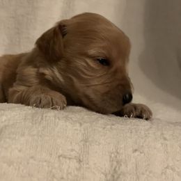 Goldendoodle Puppies from Hush Doodles