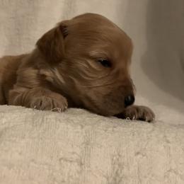 Goldendoodle Puppies from Hush Doodles