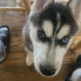 Boy 4 - male Siberian Husky puppy in Des Moines, Iowa from Husky Ranch