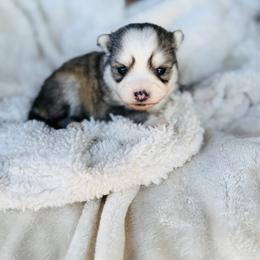 Mini - Silver and white female Pomsky puppy in Yavapai County, Arizona from Pawsh Pomskies