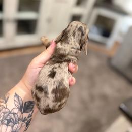 Finn - Dapple male Dachshund puppy in Mc Alester, Ok, Oklahoma from New Hope Miniature Dachshunds