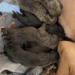 Female 3 - Chestnut brindle female Cane Corso puppy in Jasper, Alabama from C&M Cane Corso
