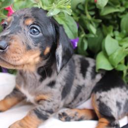 Mia Dapple girl number 2 - Dapple female Dachshund puppy in Stockton, California from Wiggles & Wags Dachshund's