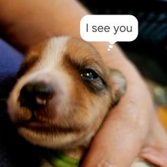 Green Boy - White and brown Kromfohrlander puppy in Pickerington, Ohio from Cynthia  Lear