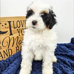 Clove - Black and white female Bernedoodle puppy in Granton, Wisconsin from Rose River Farms