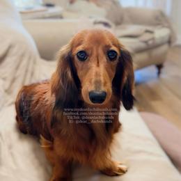 Millie - Red female Dachshund puppy in Cape Coral, Florida from Dear Dachshunds