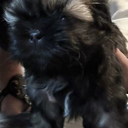 Shih Tzus from Shih Tzu Pups