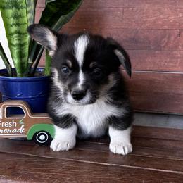 Jimmy - Black and tan male Pembroke Welsh Corgi puppy in Creston, Iowa from GSF Pembroke Welsh Corgis