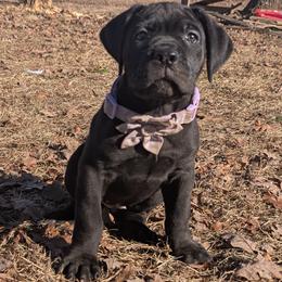 Daisy - Black female Cane Corso puppy in Westminster, South Carolina from Regal Guardian Cane Corso