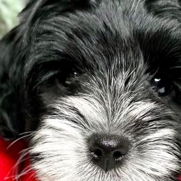 Boy 1 - Black male Australian Labradoodle puppy in Kentucky from Bluegrass Country Labradoodles